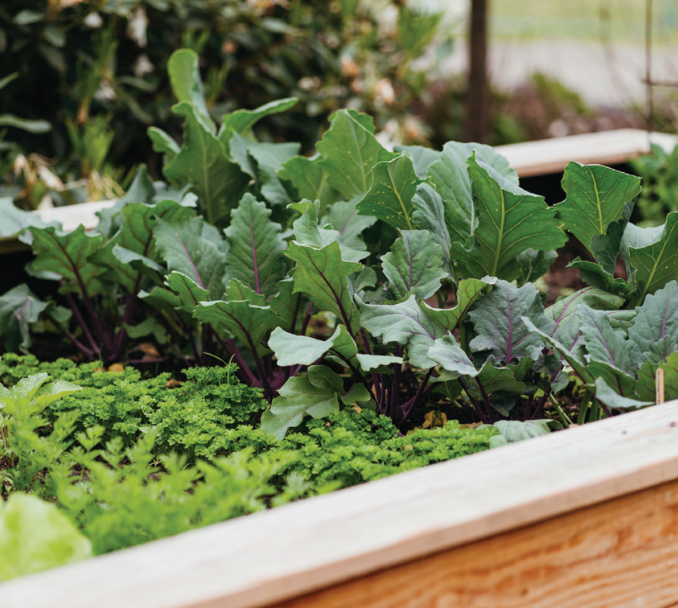 Leafy greens growing in a raised garden bed.